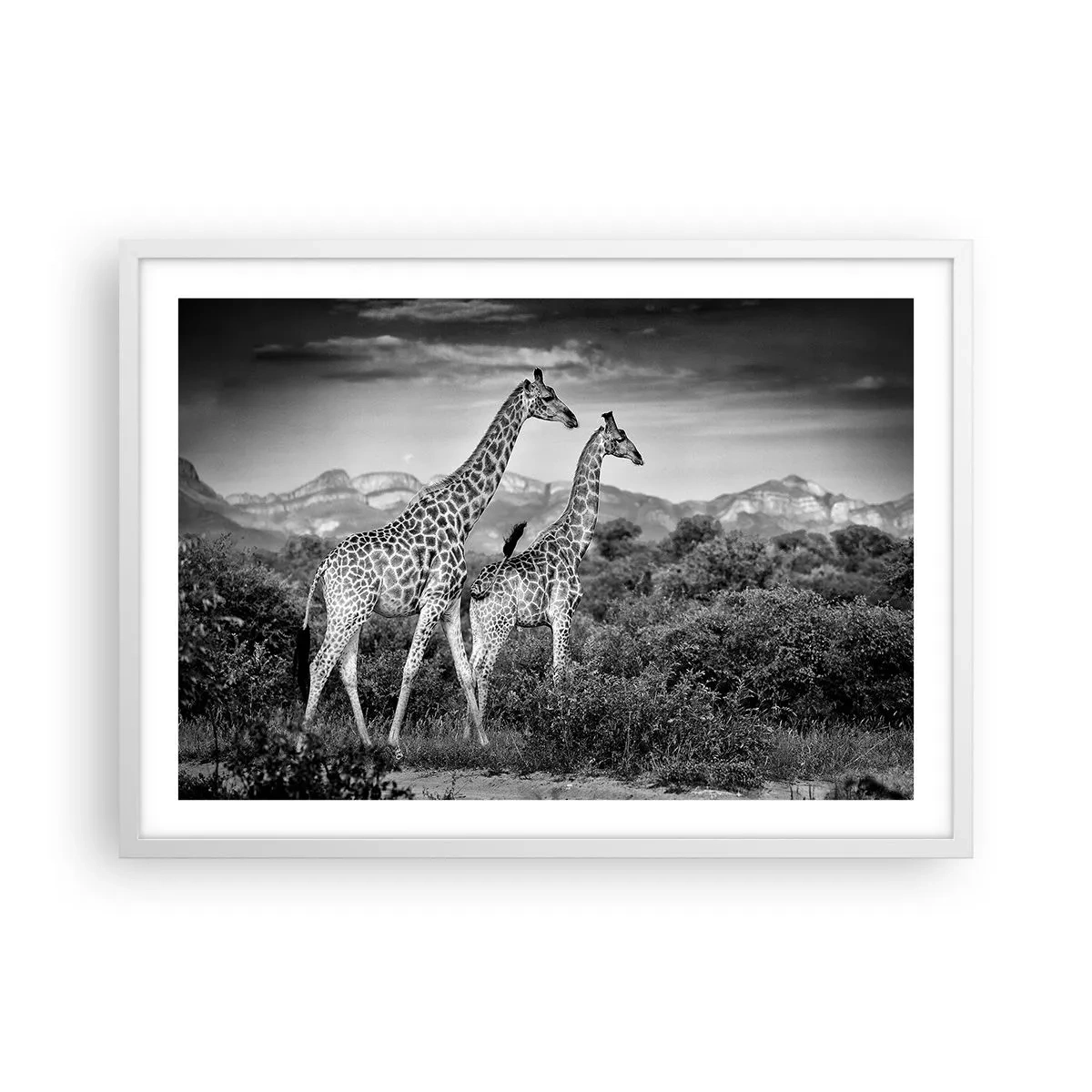 Plagát v bielom ráme - Vyššie kruhy v Afrike - 70x50 cm
