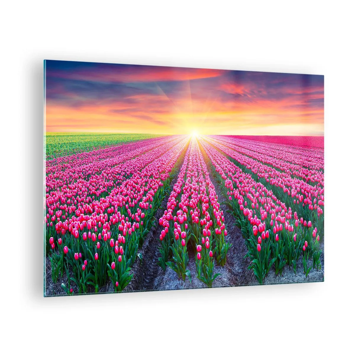 Obraz na skle - Pole ružových tulipánov v lúčoch zapadajúceho slnka - 70x50cm - Farma krásy - Moderná nástenná dekorácia do obývacej izby a spálne ARTTOR