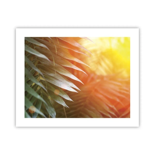 Plagát - Ráno v džungli - 50x40 cm