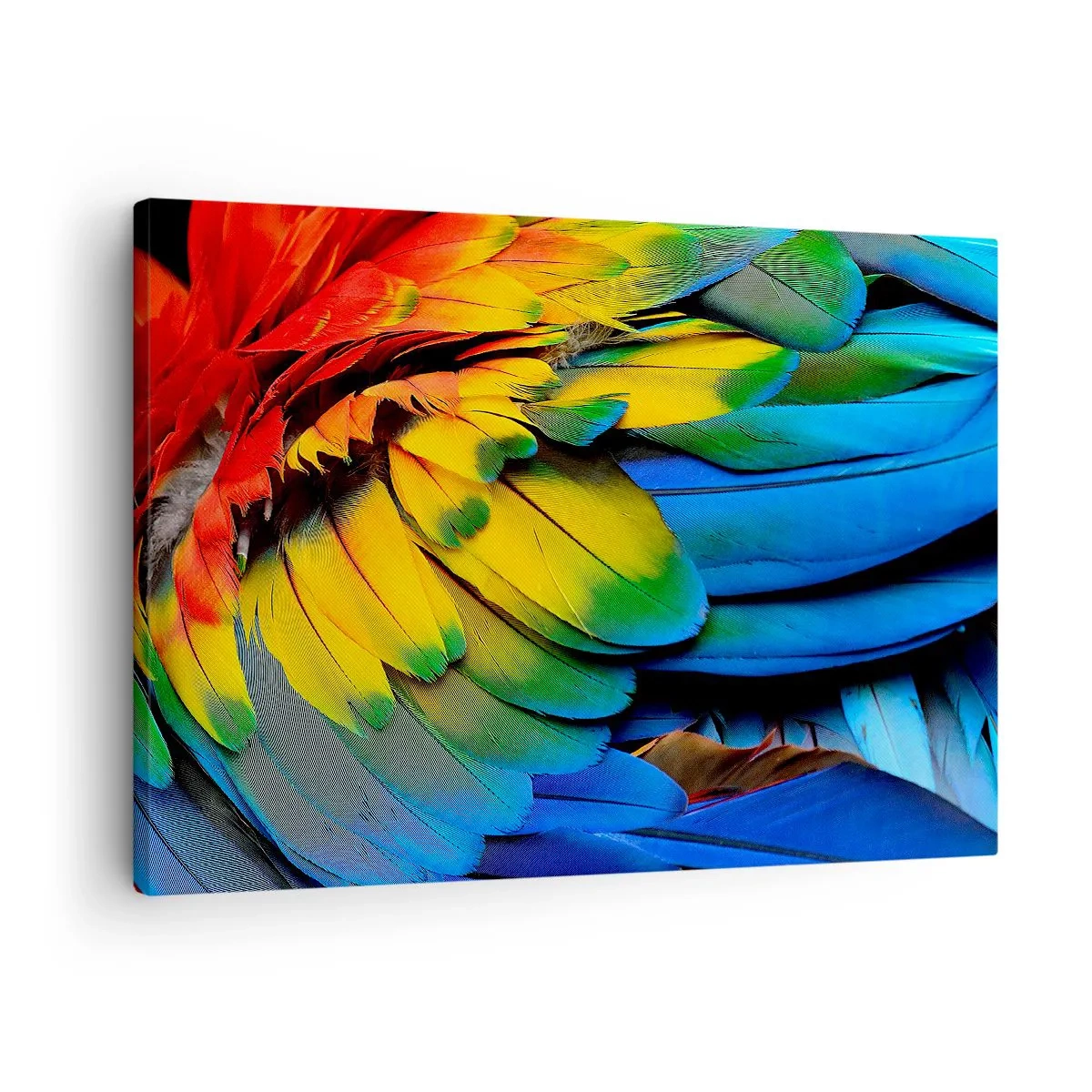 Obraz na plátne - Detailný záber na farebné perie papagája - 70x50cm - Nebeský vták - Moderná nástenná dekorácia do obývacej izby a spálne ARTTOR