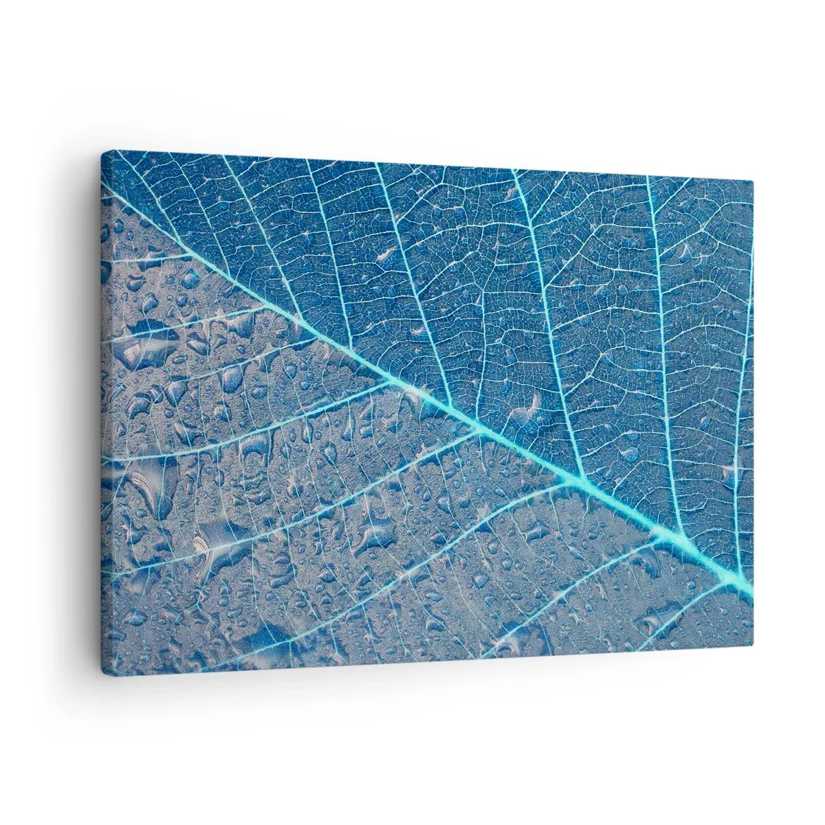 Obraz na plátne - List v odtieňoch modrej s kvapkami vody - 70x50cm - Modrý život - Moderná nástenná dekorácia do obývacej izby a spálne ARTTOR