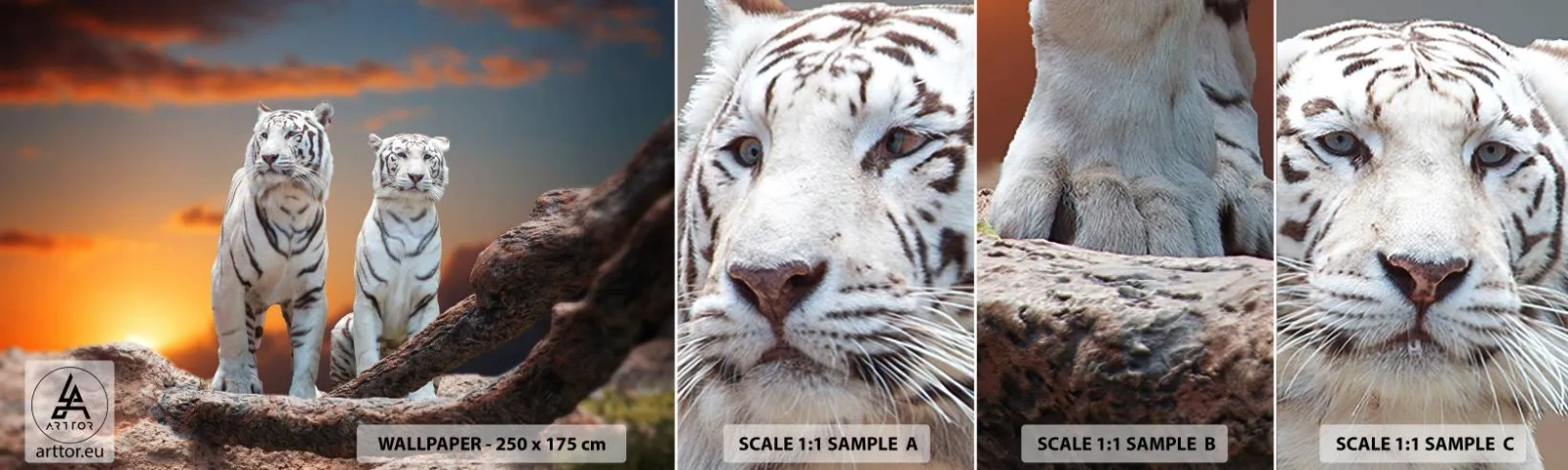 Vzorka Fototapeta Standard Eco - Úplne ako v Narnii - Zvieratá, Tiger, Západ slnka - 100x30 cm