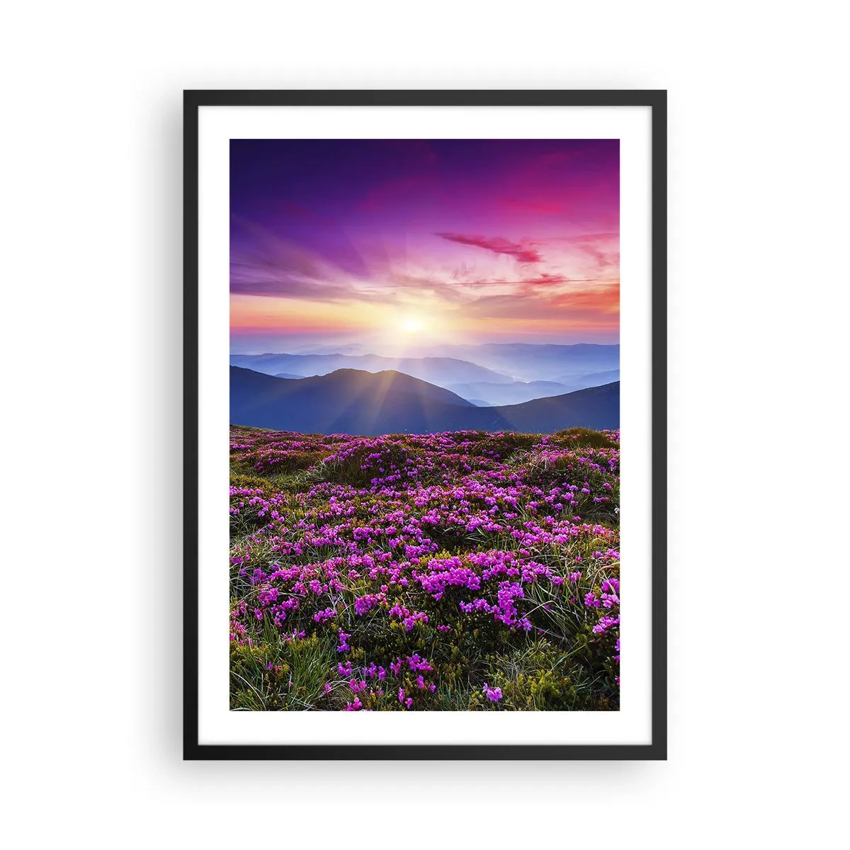 Plagát v čiernom ráme - Pole fialových kvetov v horách pri západe slnka - 50x70cm - Zavoňali svieže púčiky byliniek z obilných polí - Moderná nástenná dekorácia do obývacej izby a spálne ARTTOR