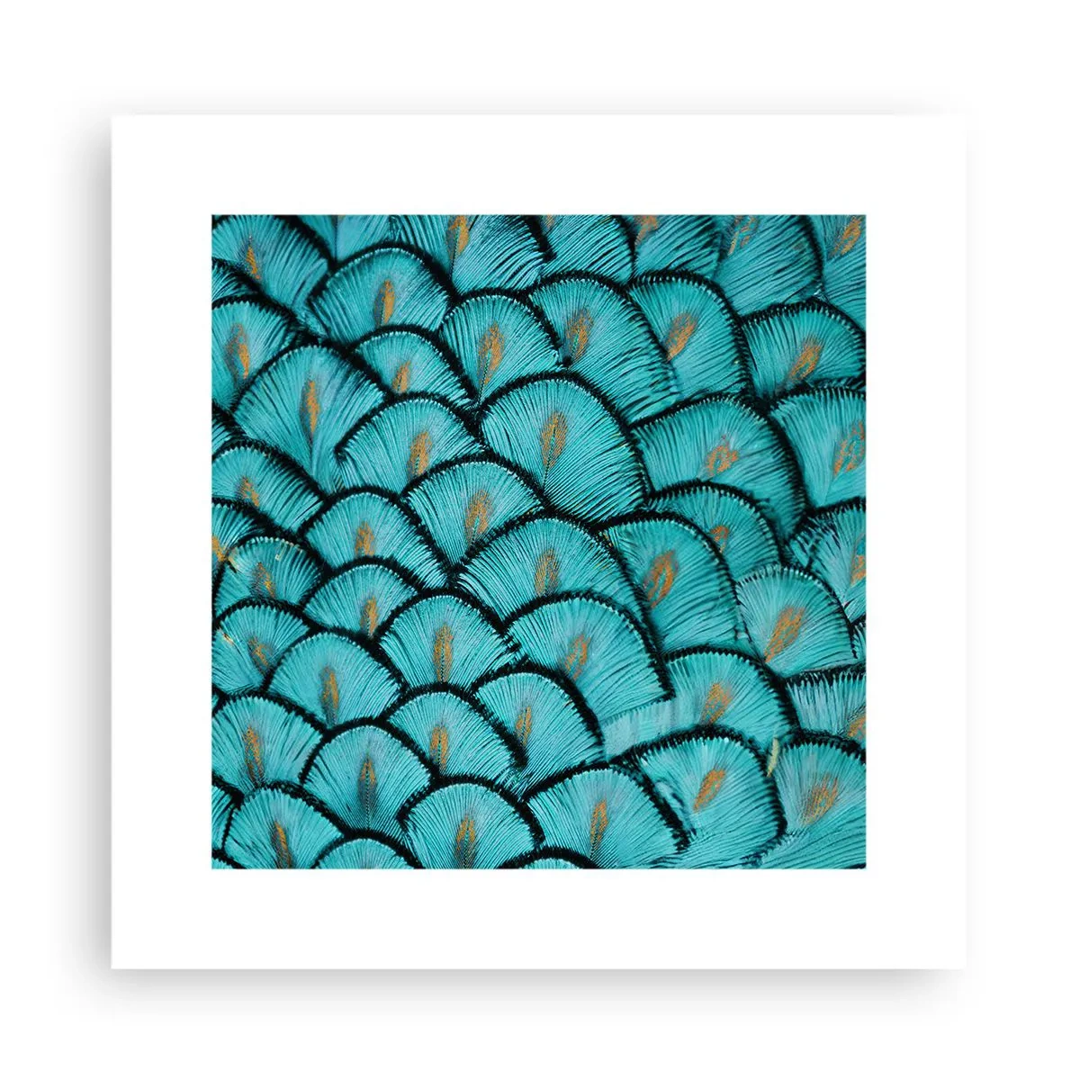 Plagát - Veľká slávnosť peria - 30x30 cm