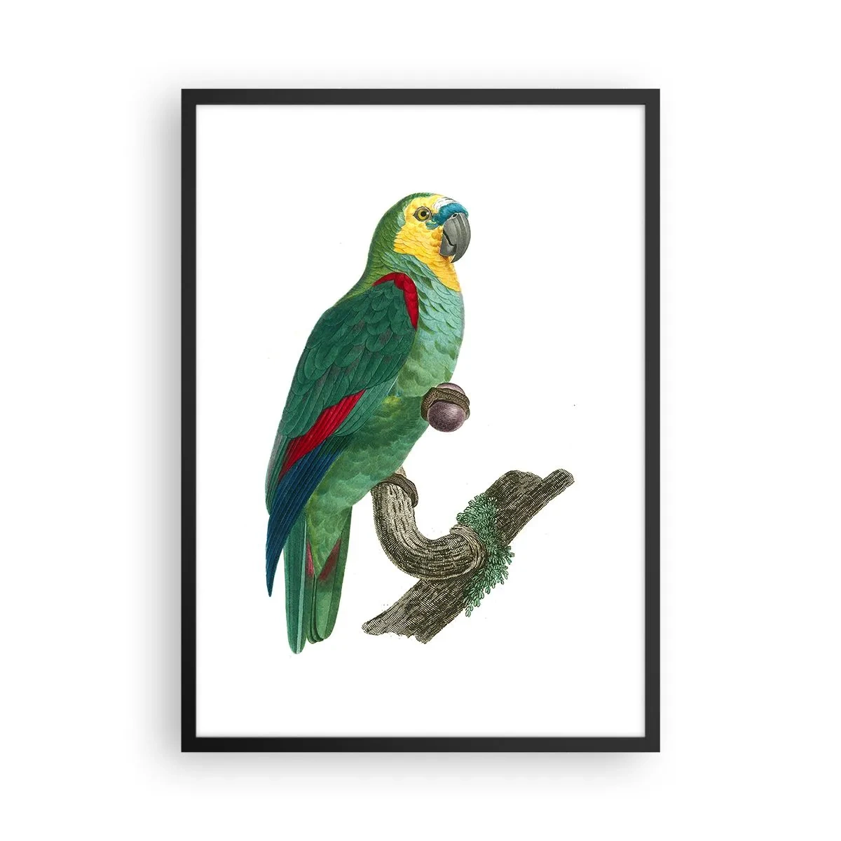Plagát v čiernom ráme - Portrét papagája - 50x70cm - Portrét papagája - Moderná nástenná dekorácia do obývacej izby a spálne ARTTOR