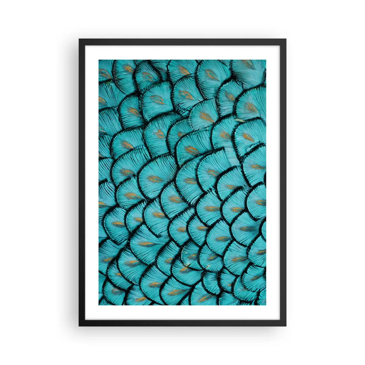 Plagát v čiernom ráme - Makrofotografia tyrkysových pierok s jedinečným vzorom - 50x70cm - Veľká slávnosť peria - Moderná nástenná dekorácia do obývacej izby a spálne ARTTOR