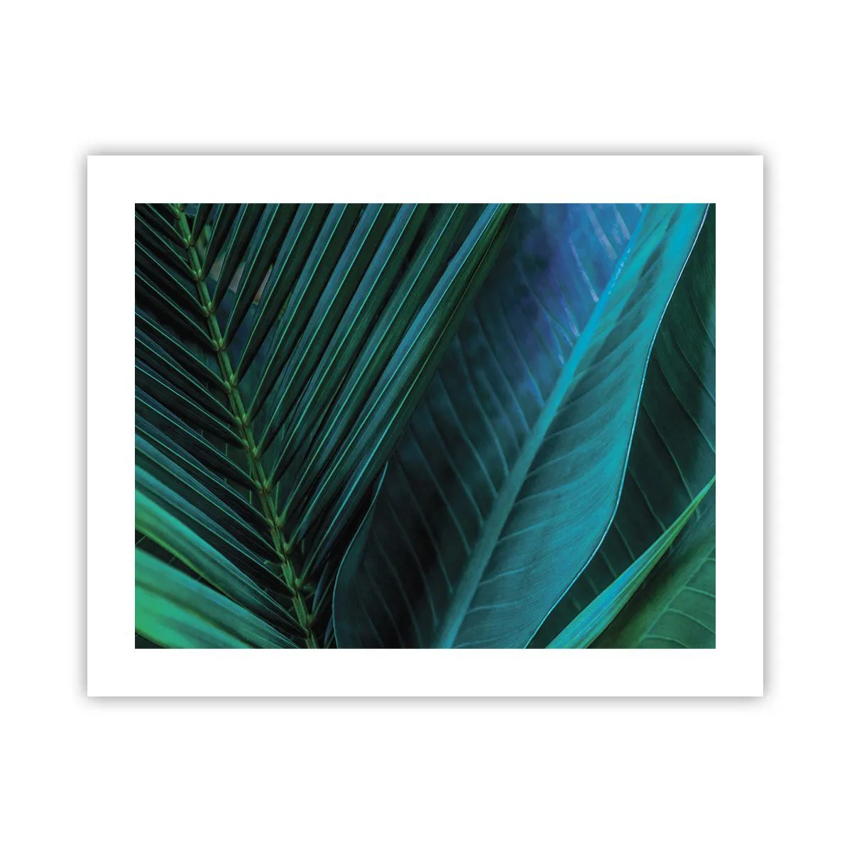 Plagát - Anatómia zelene - 50x40 cm