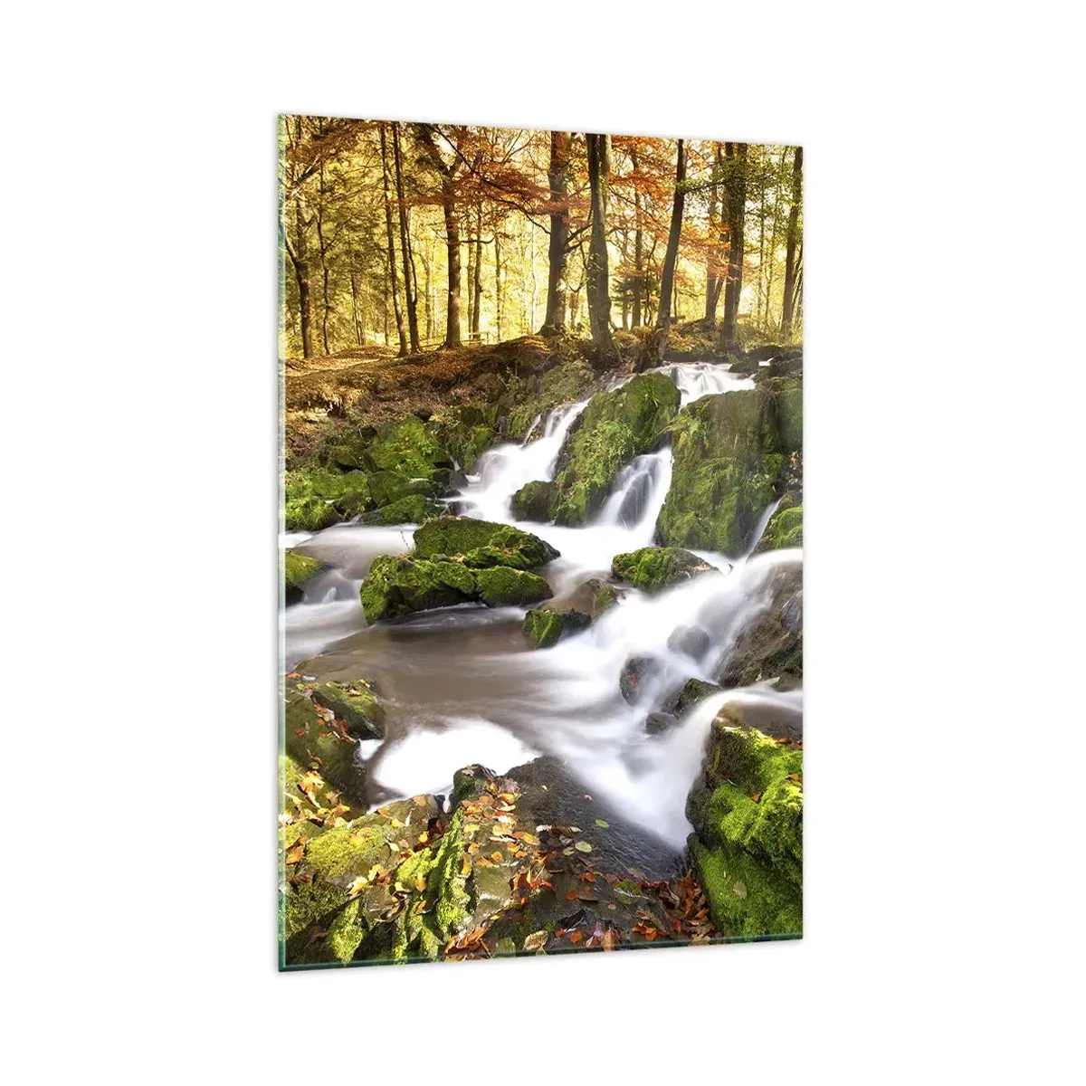 Obraz na skle - Chvatom jesenným lesom - 80x120 cm