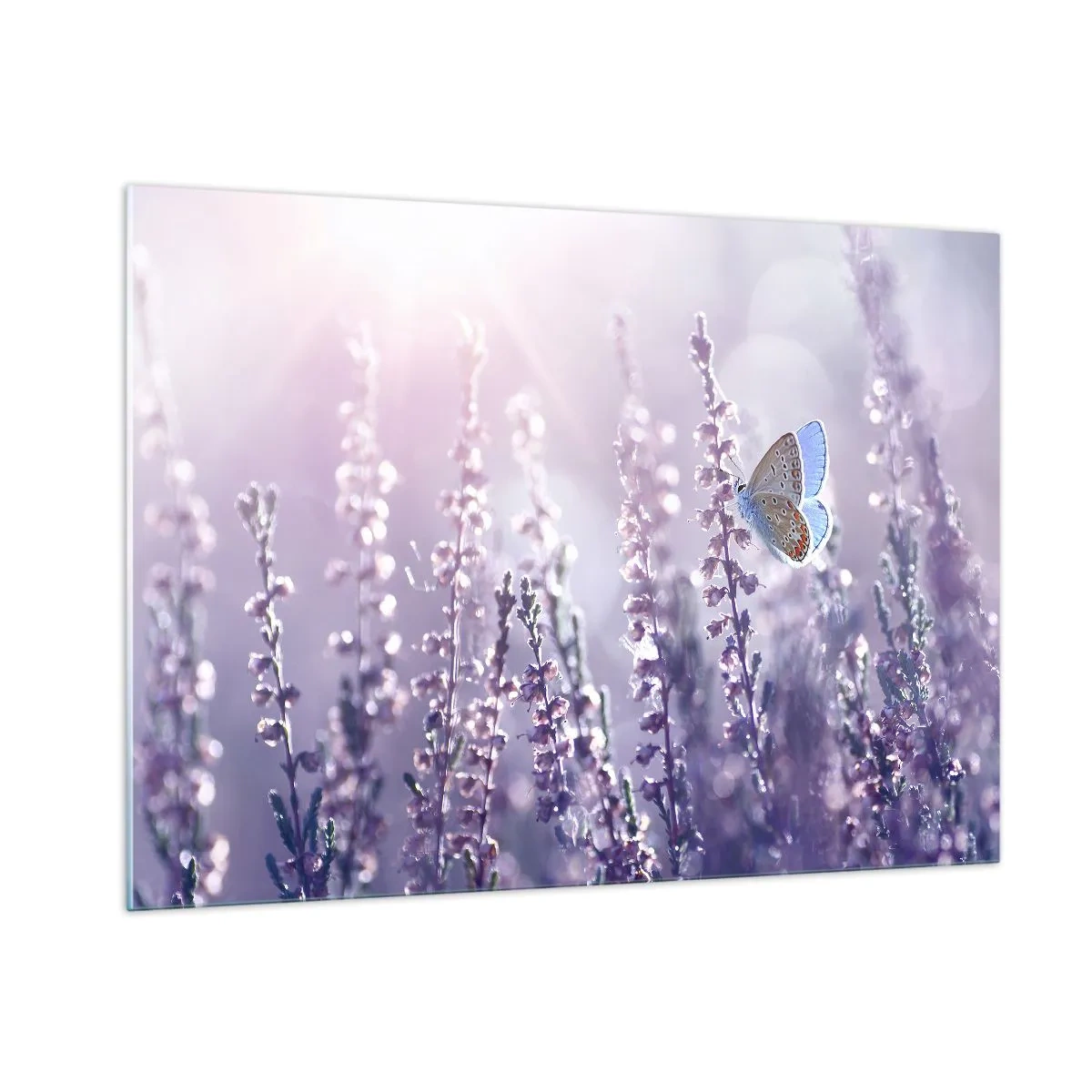 Obraz na skle - Bozk motýľa - 100x70 cm