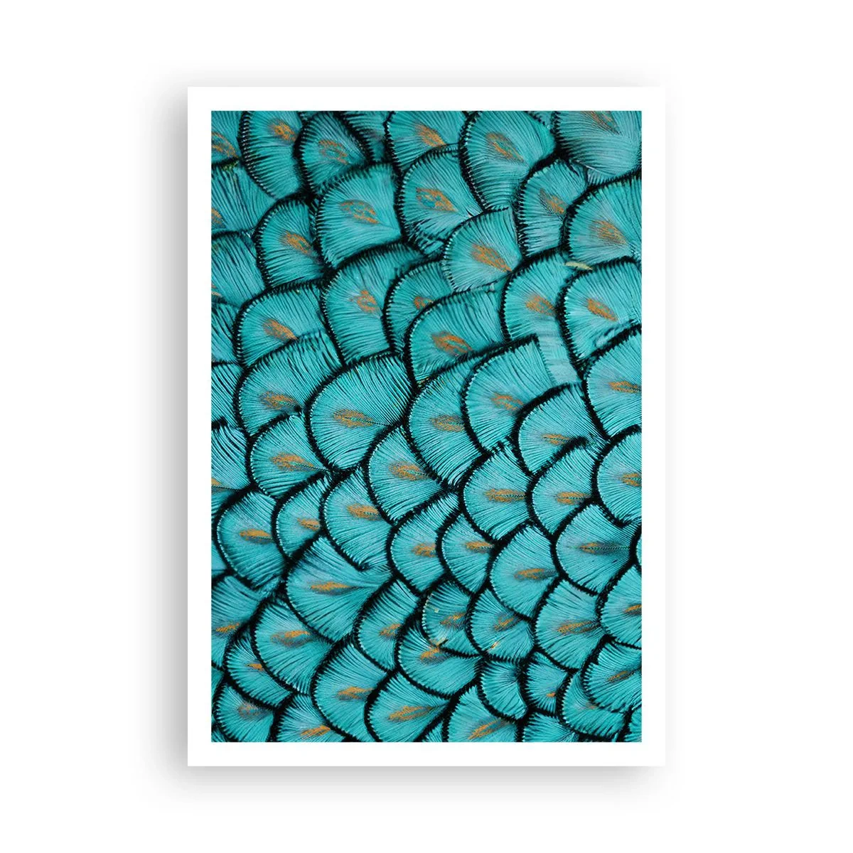 Plagát - Veľká slávnosť peria - 70x100 cm