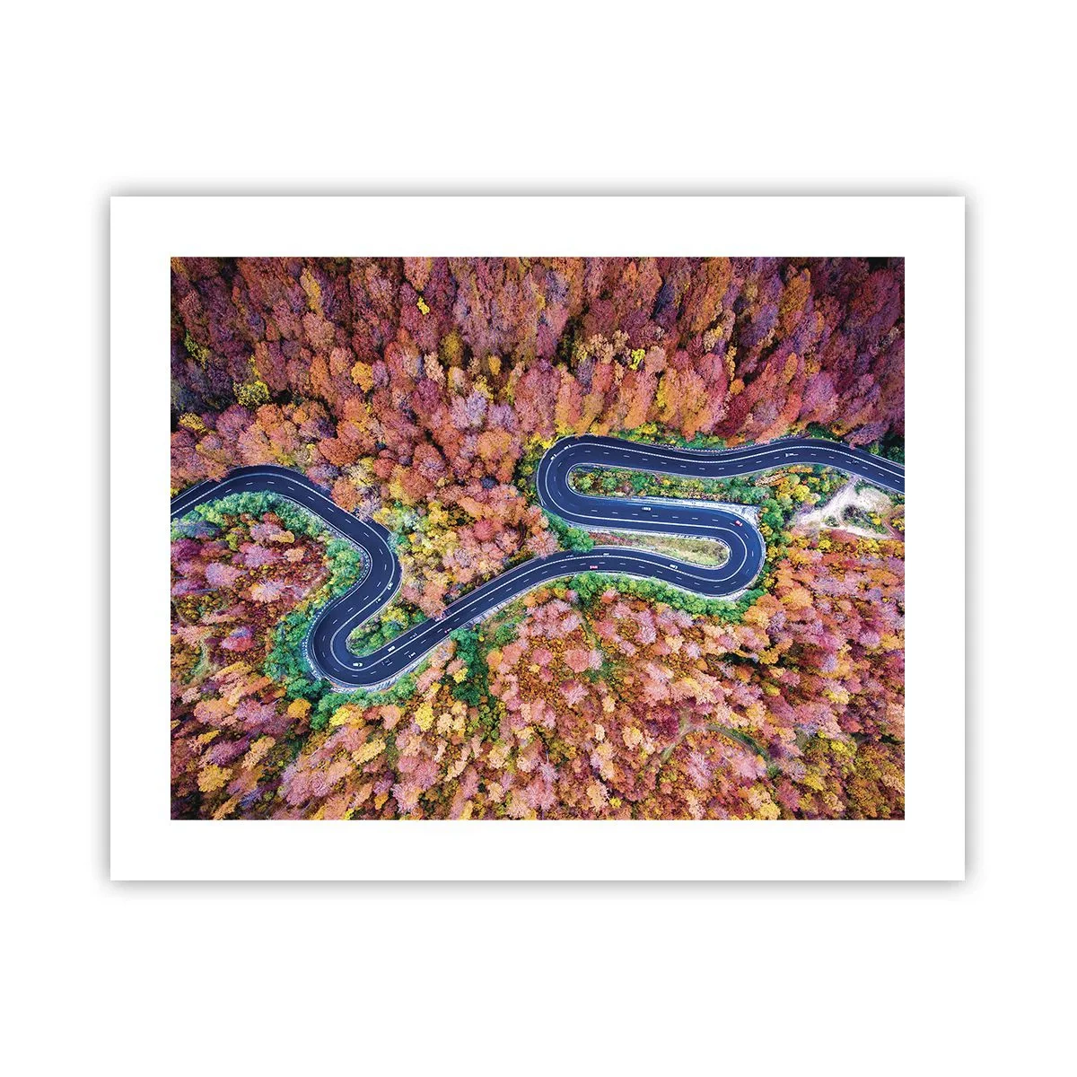 Plagát - Kľukatá cesta lesom - 50x40 cm