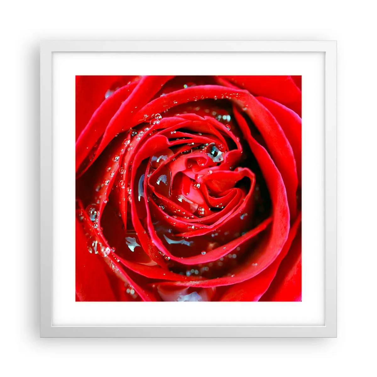 Plagát v bielom ráme - V kvapkách rosy - 40x40 cm