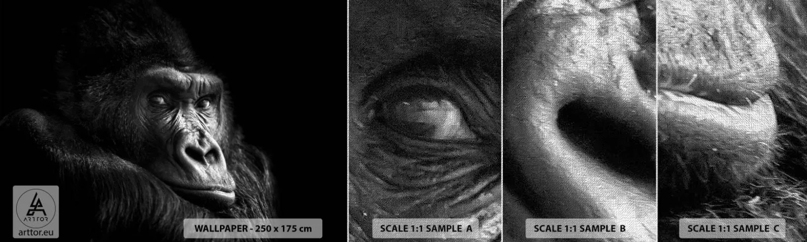 Vzorka fototapety Premium Canvas - Na čo sa tak pozeráš? - Opica, Gorila, Zvieratá - 100x30 cm