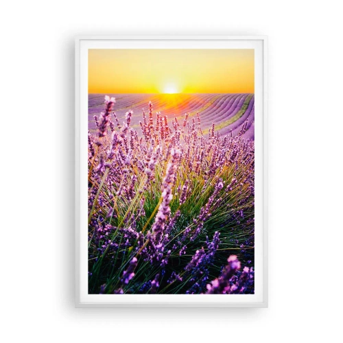 Plagát v bielom ráme - Voňavý lán - 70x100 cm