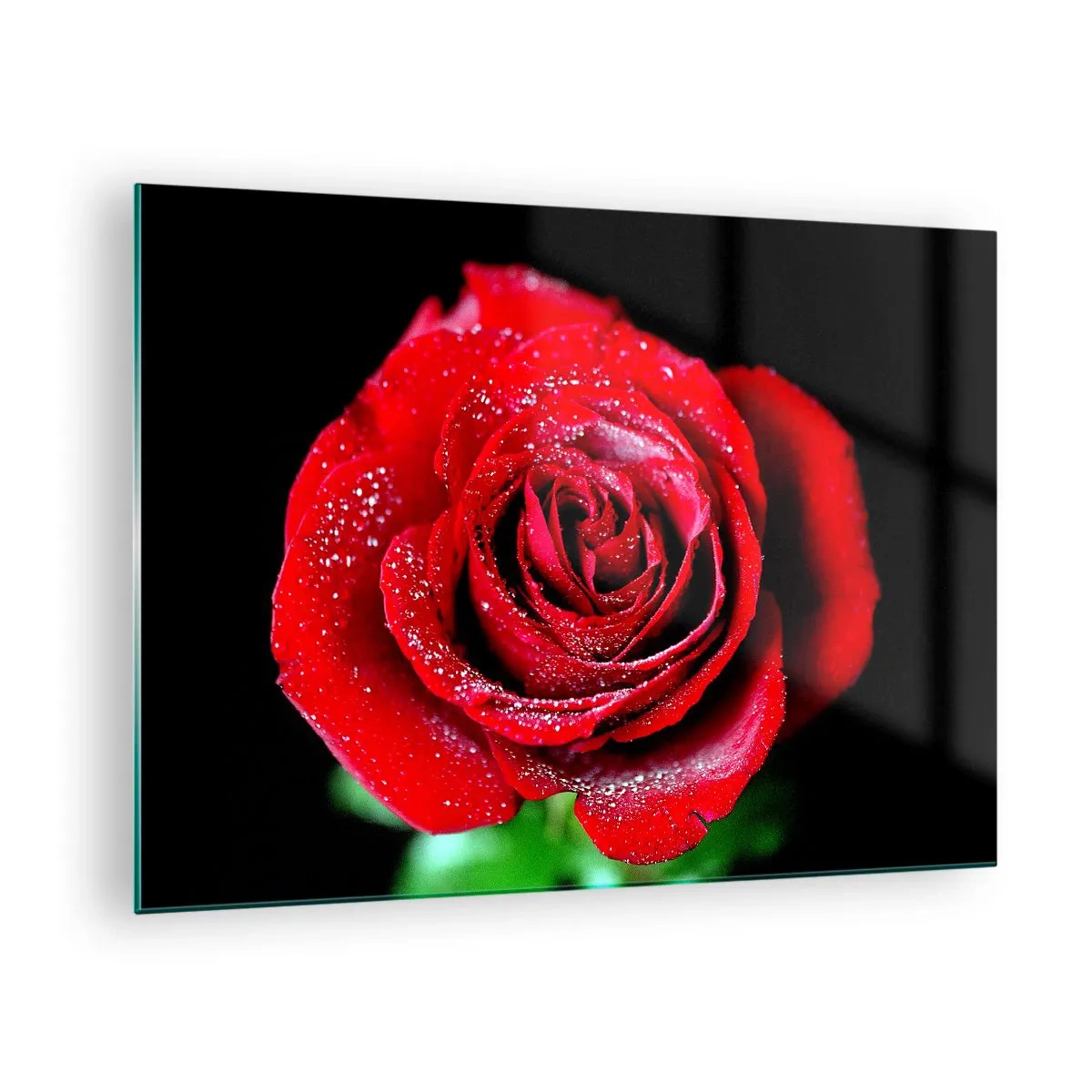 Obraz na skle - Červená ruža pokrytá kvapkami rosy na tmavom pozadí - 70x50cm - To je práve láska - Moderná nástenná dekorácia do obývacej izby a spálne ARTTOR