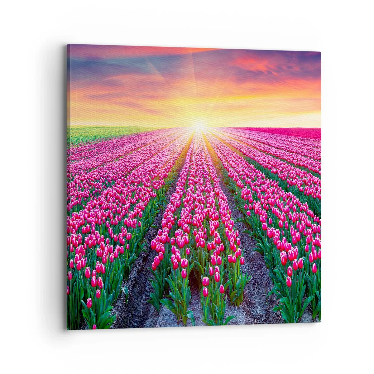 Obraz na plátne - Farma krásy - 70x70 cm