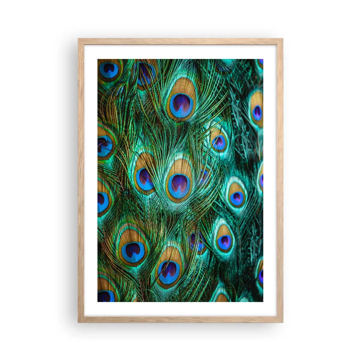 Plagát v ráme zo svetlého duba - Páví pohľad - 50x70 cm