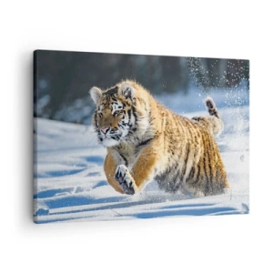 Obraz na plátne - Sibírsky tiger beží v zasneženej krajine - 70x50cm - Boh sibírskej tajgy - Moderná nástenná dekorácia do obývacej izby a spálne ARTTOR
