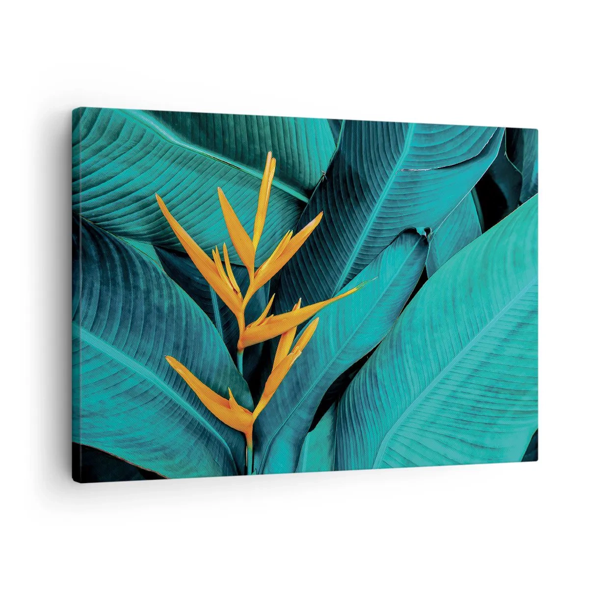 Obraz na plátne - Exotický kvet na pozadí banánových listov v tyrkysových odtieňoch. - 70x50cm - Rajský kvet - Moderná nástenná dekorácia do obývacej izby a spálne ARTTOR