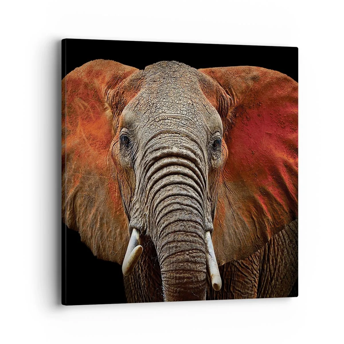 Obraz na plátne - Som divoký, a ty? - 40x40 cm