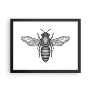Plagát v čiernom ráme - Hmyzí portrét - 40x30 cm