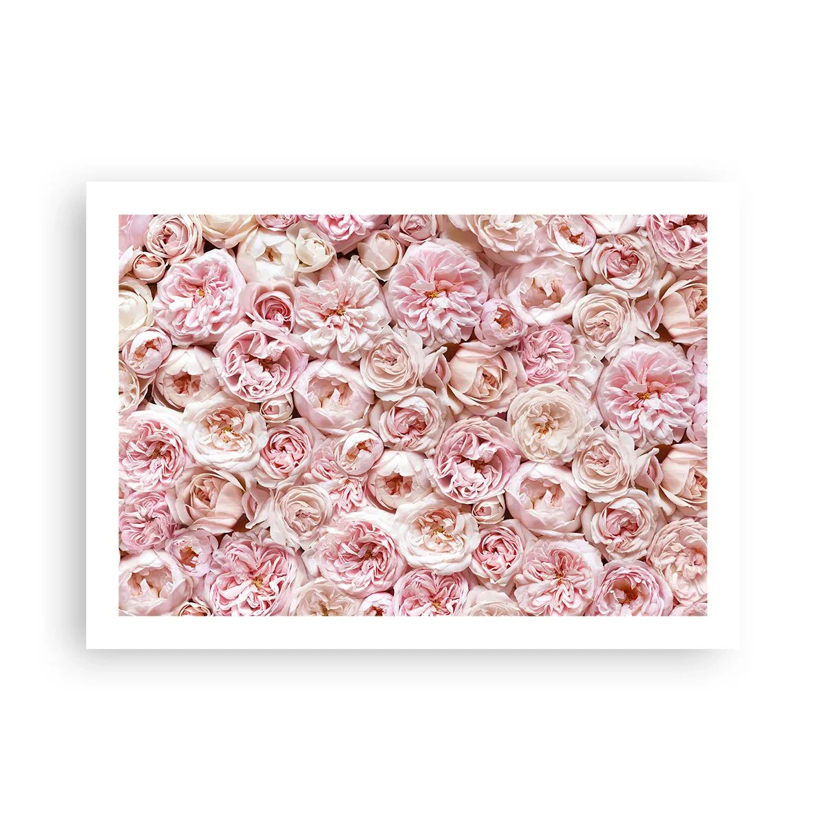 Plagát - Vydláždená ružami - 70x50 cm