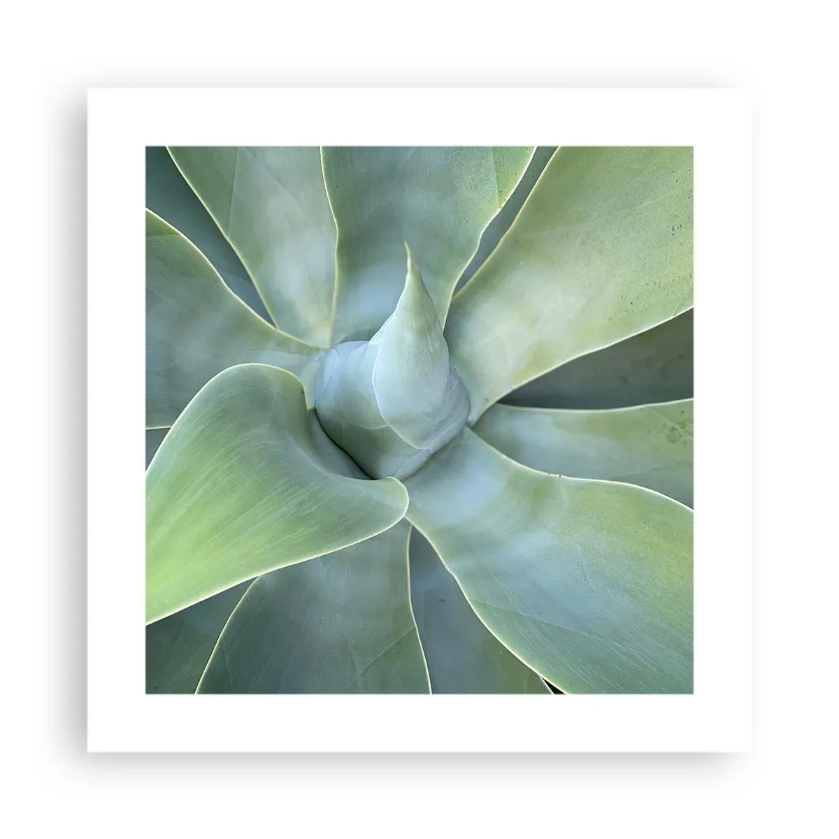 Plagát - Zrodenie zelene - 40x40 cm