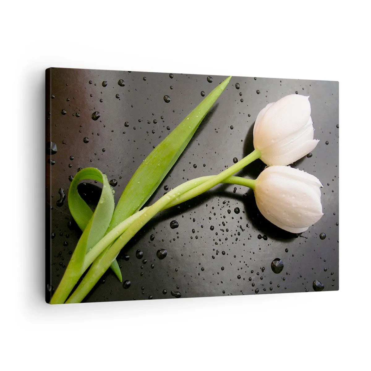 Obraz na plátne - Biele tulipány na čiernom pozadí s kvapkami vody - 70x50cm - Jarná väzba - Moderná nástenná dekorácia do obývacej izby a spálne ARTTOR