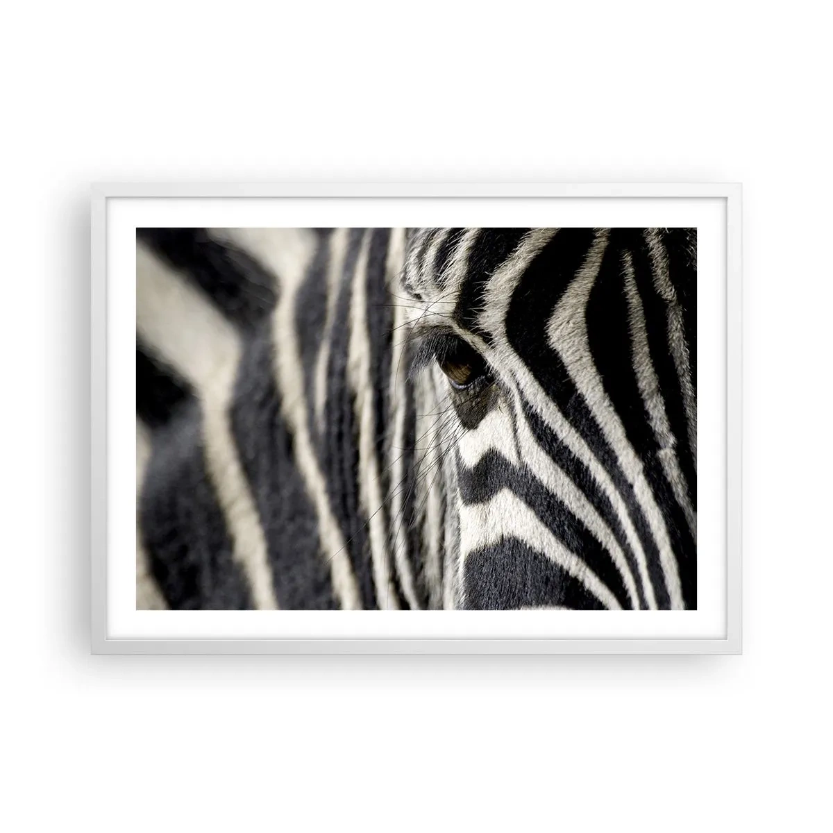 Plagát v bielom ráme - Portrét s pruhmi - 70x50 cm