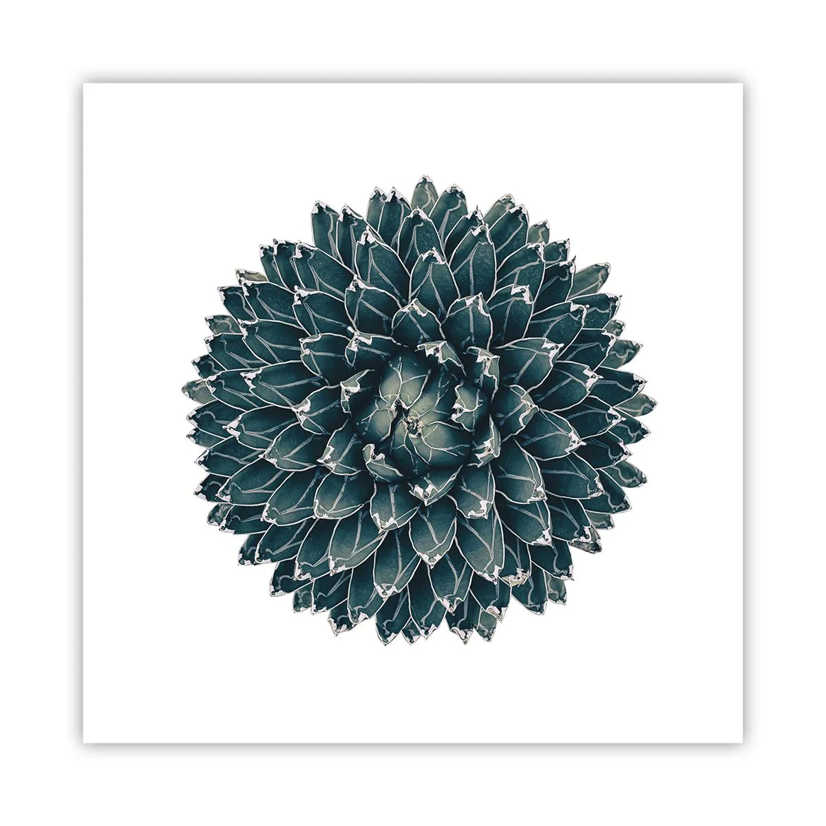 Plagát - Hviezda púšte - 60x60 cm