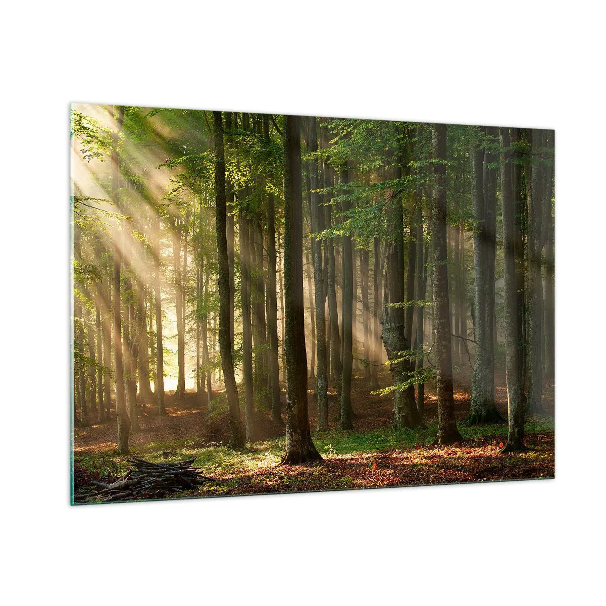 Obraz na skle - Rozžiarený v jarnom ráne - 100x70 cm