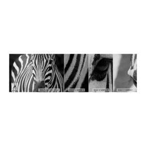 Vzorka fototapety Premium Sand - Svet je čierno-biely - Zvieratá, Rebrá, Čierna a biela - 100x30 cm