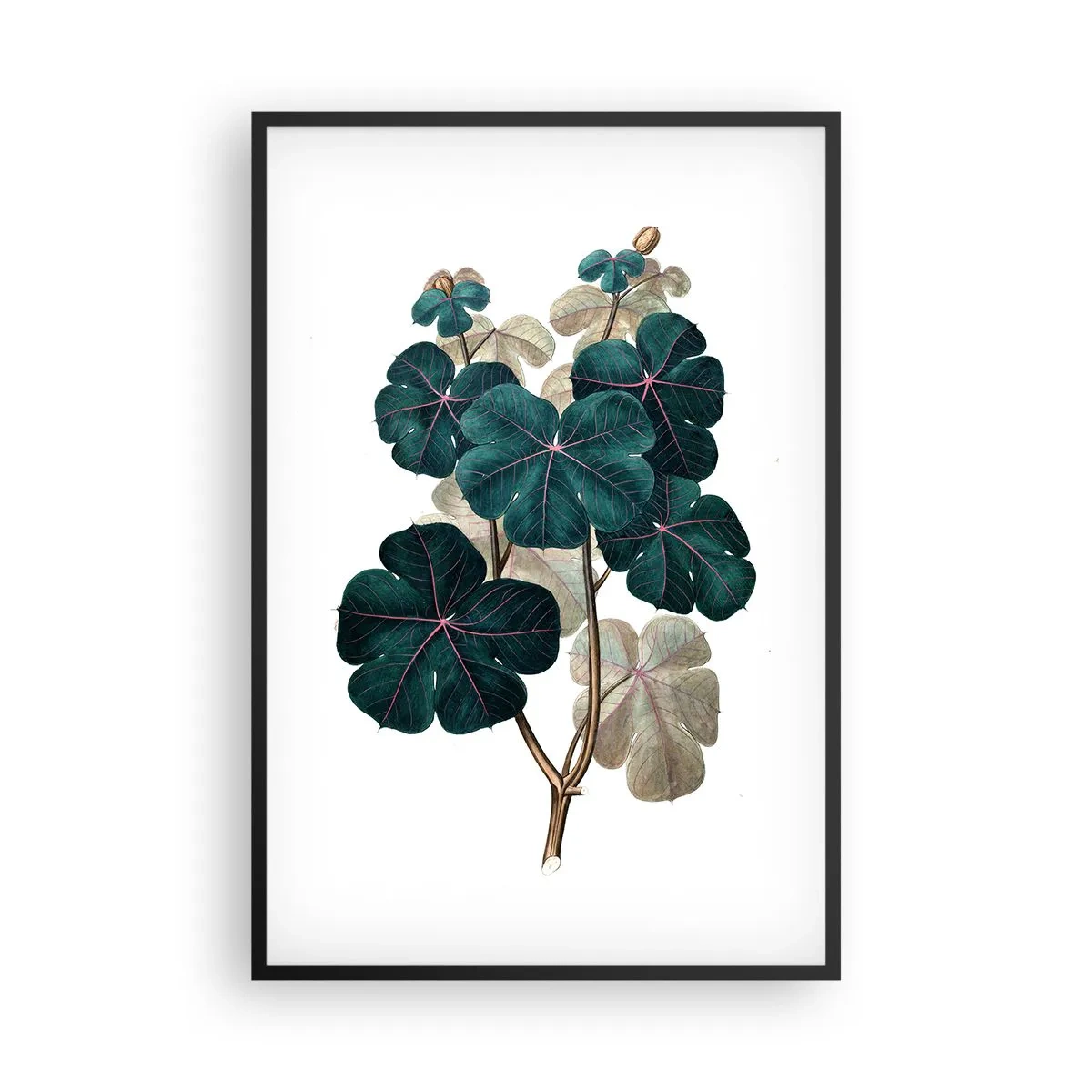 Plagát v čiernom ráme - Zo starého herbára - 61x91 cm