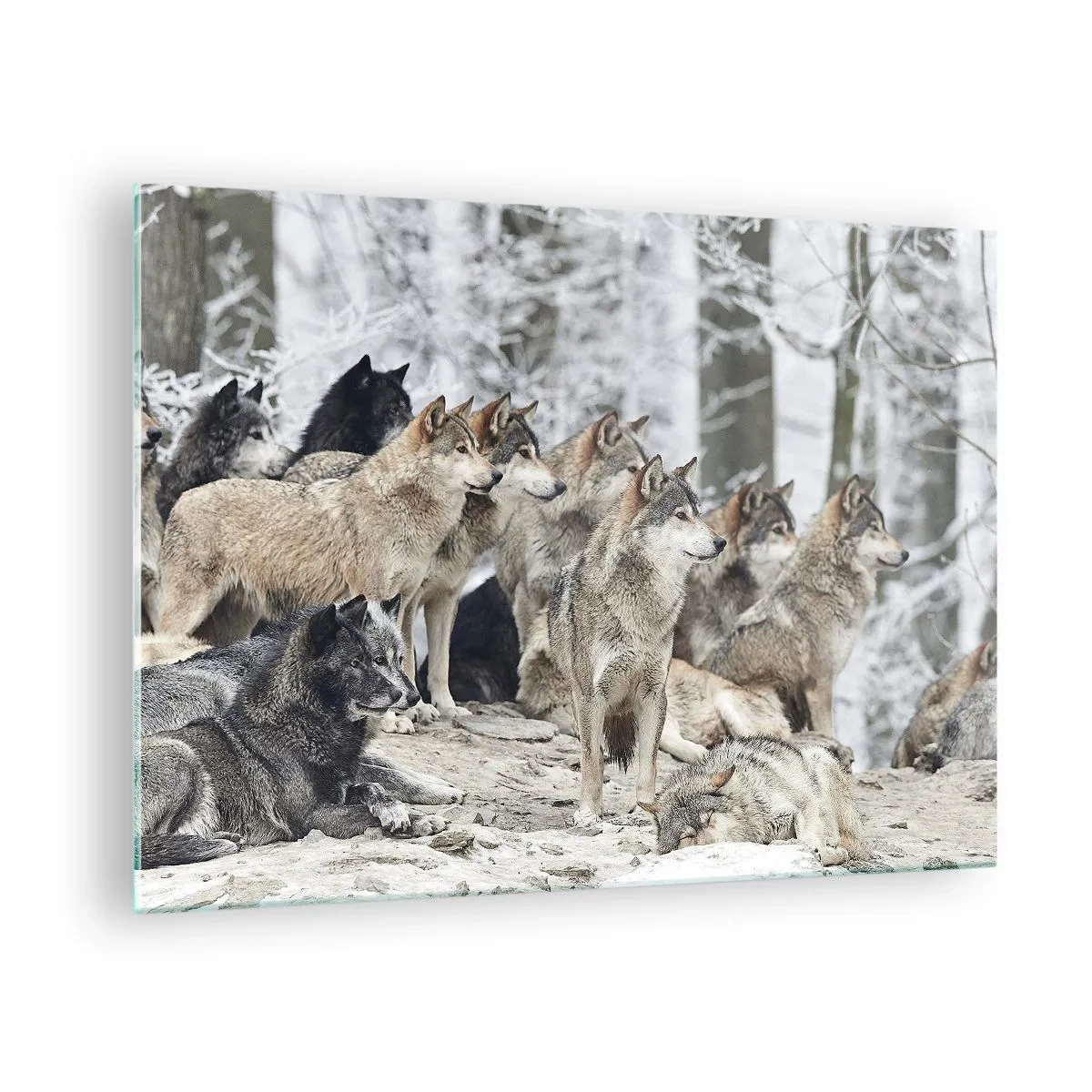 Obraz na skle - Svorka vlkov v zimnom lese - 70x50cm - Rodina a priatelia - Moderná nástenná dekorácia do obývacej izby a spálne ARTTOR