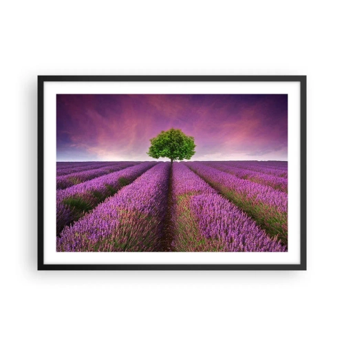 Plagát v čiernom ráme - Na levanduľových poliach - 70x50 cm