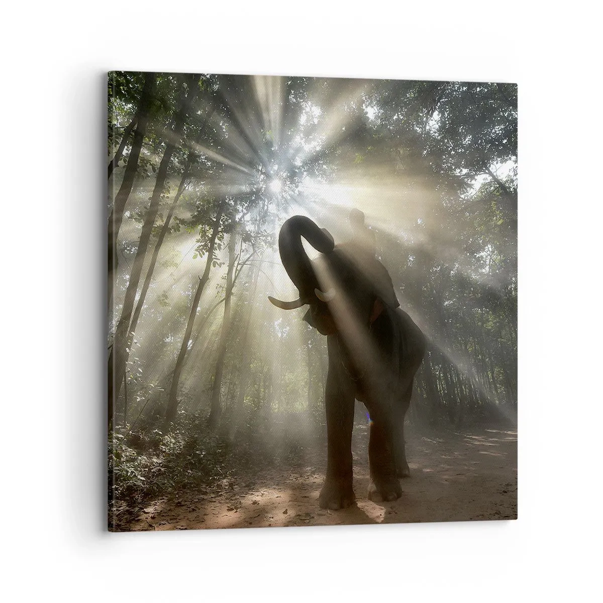 Obraz na plátne - Pod šťastnou hviezdou - 70x70 cm