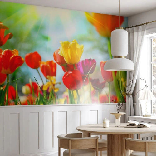 Samolepiaca Fototapeta Deluxe Sticker - Všetky farby slnka - Tulipány, Kvety, Lúka - 250x175 cm