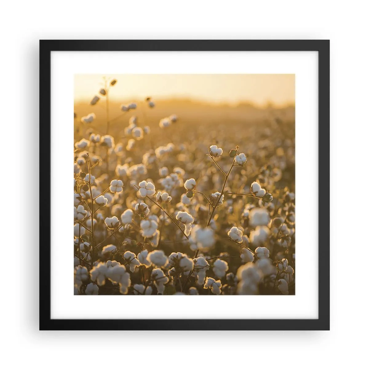 Plagát v čiernom ráme - Chlpaté pole - 40x40 cm
