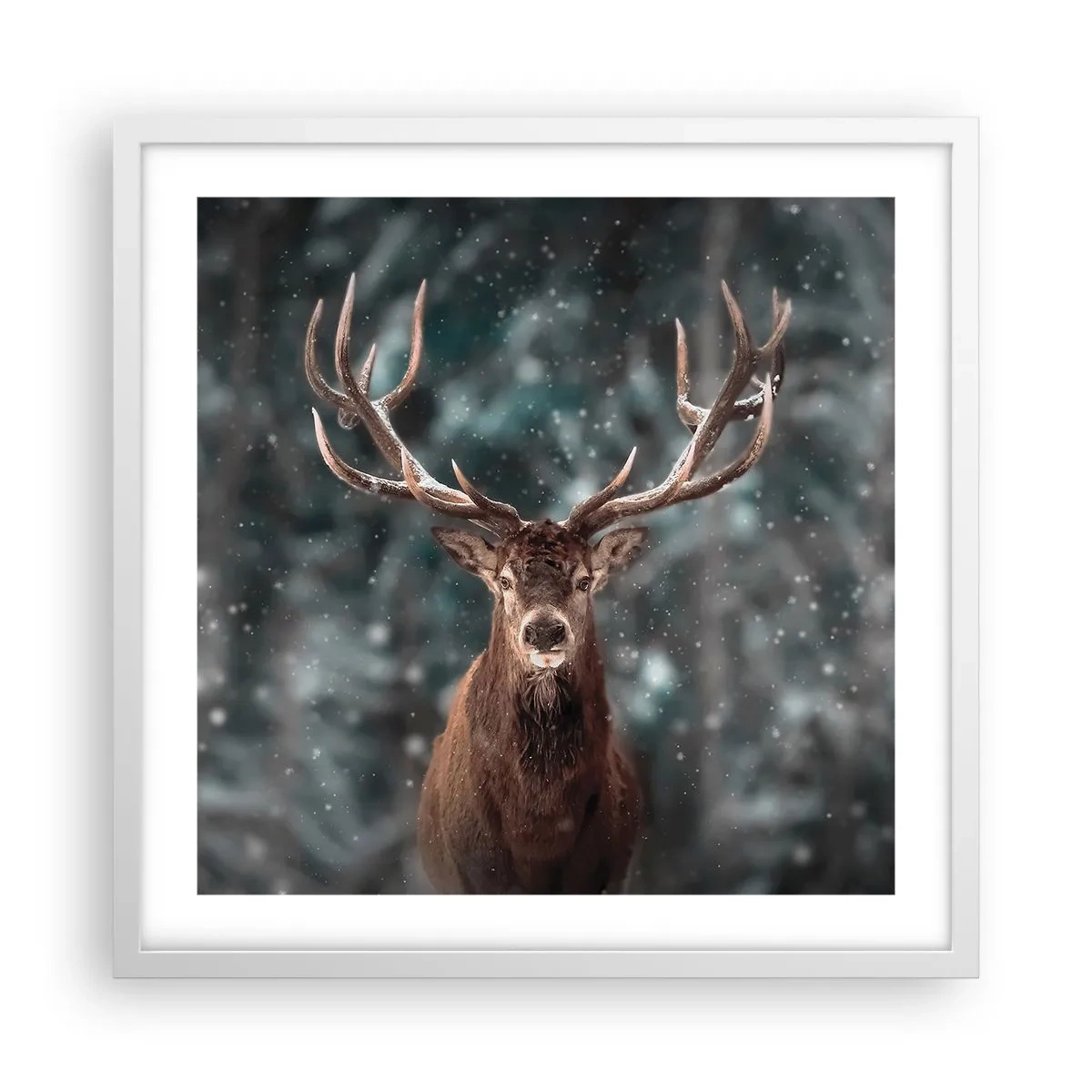 Plagát v bielom ráme - Skutočný kráľ lesa - 50x50 cm