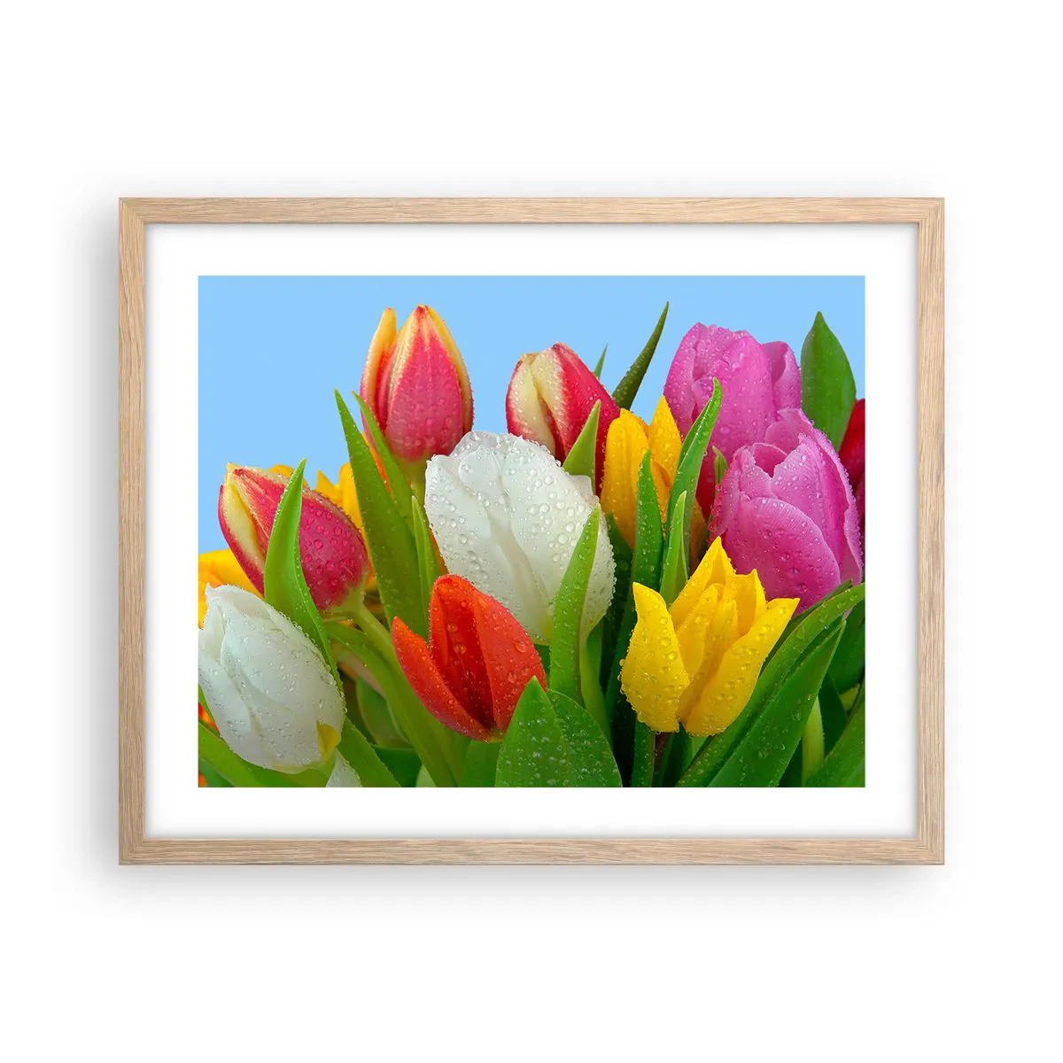 Plagát v ráme zo svetlého duba - Kvetinová dúha v kvapkách rosy - 50x40 cm