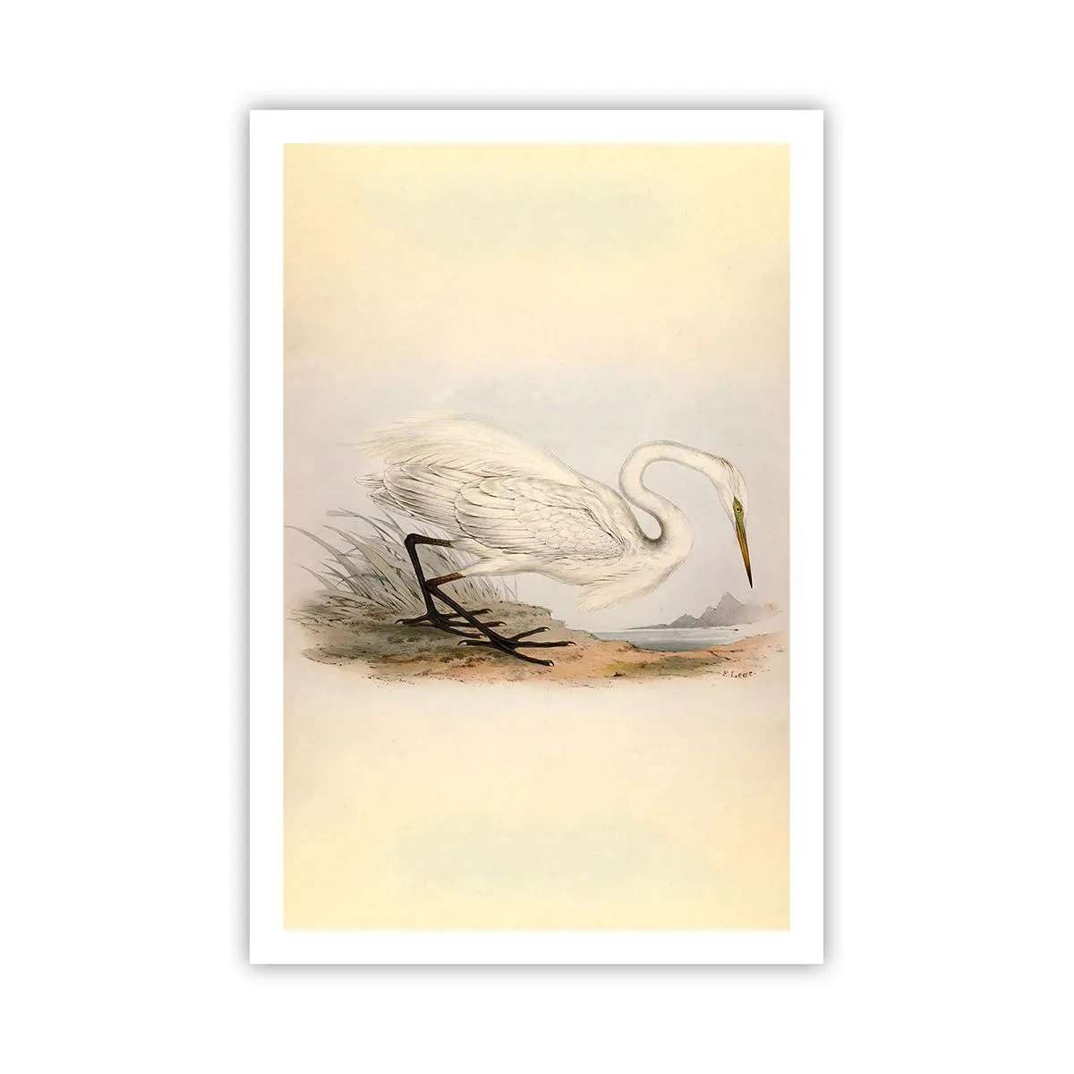 Plagát - Pani rákosín - 61x91 cm