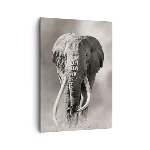 Obraz na plátne - Africký patriarcha - 50x70 cm