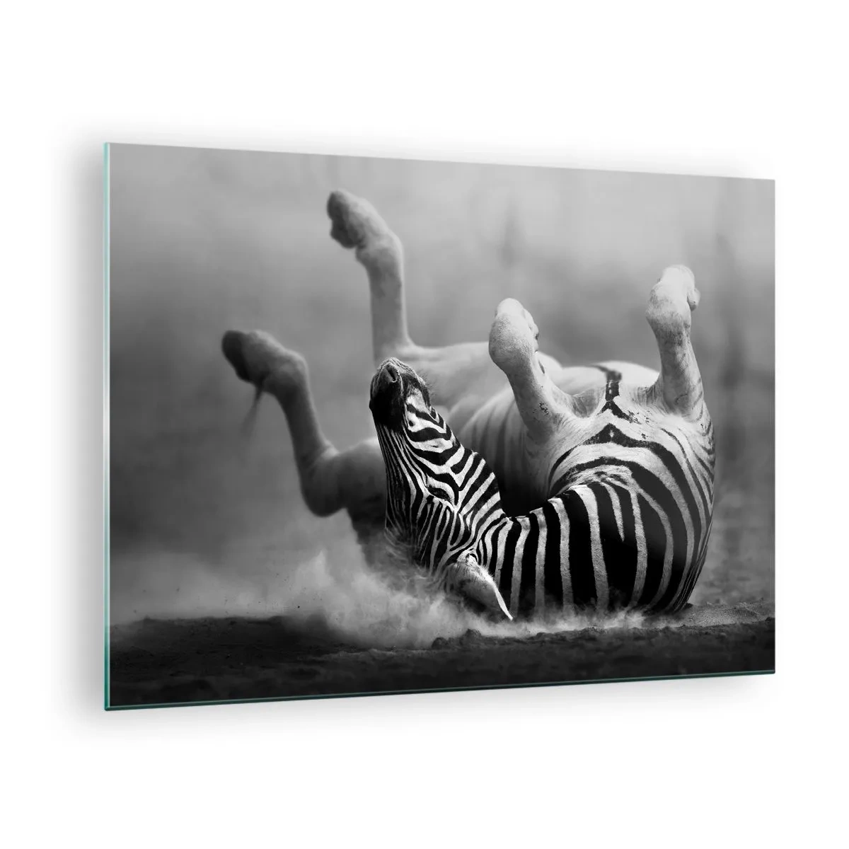 Obraz na skle - Zebra ležiaca v africkej savane - 70x50cm - Je to na roztrhanie - Moderná nástenná dekorácia do obývacej izby a spálne ARTTOR
