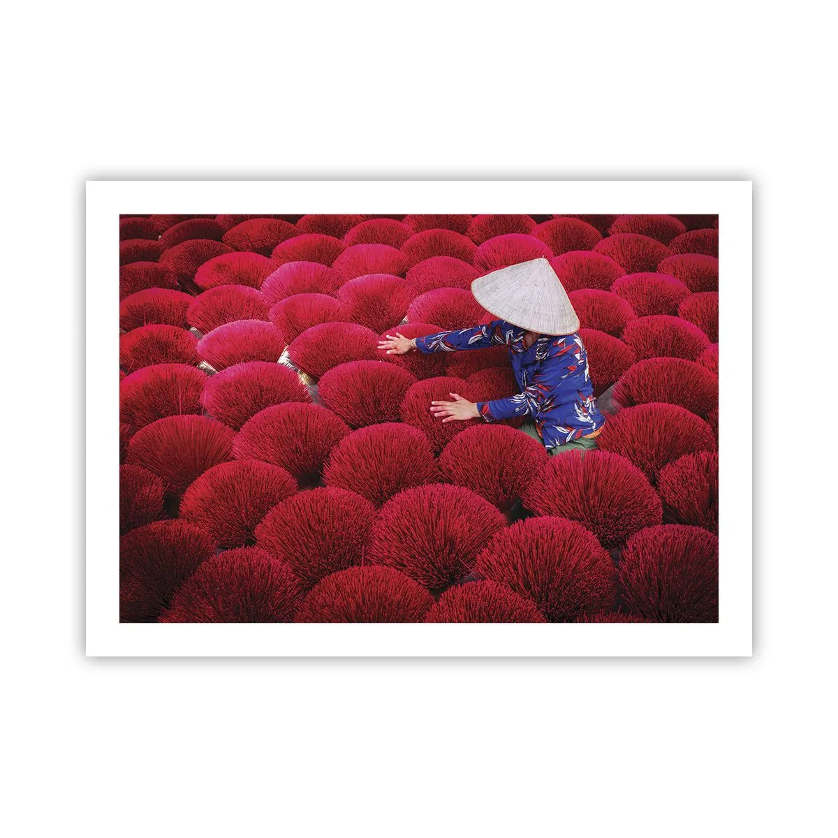 Plagát - Na ryžovom poli - 70x50 cm