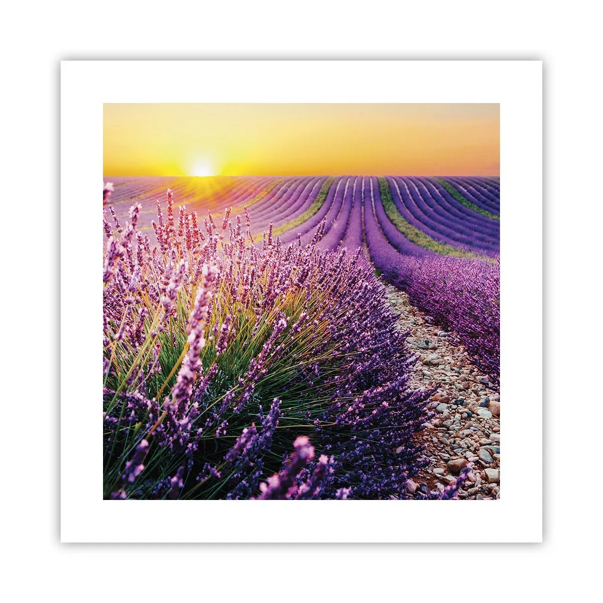 Plagát - Voňavý lán - 40x40 cm