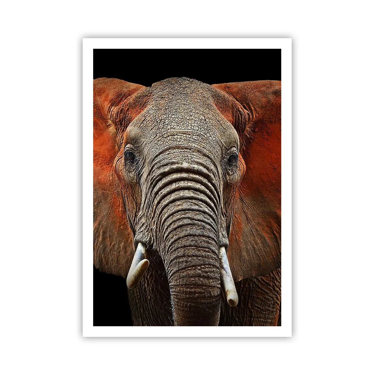 Plagát - Som divoký, a ty? - 70x100 cm