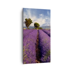 Obraz na plátne - Levanduľové polia - 55x100 cm