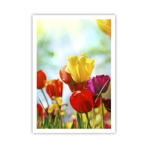 Plagát - Všetky farby slnka - 70x100 cm