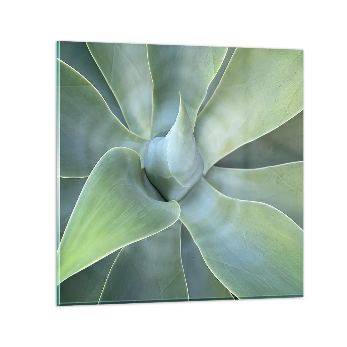 Obraz na skle - Zrodenie zelene - 40x40 cm