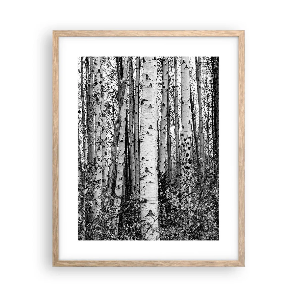 Plagát v ráme zo svetlého duba - Brezová kolonáda - 40x50 cm
